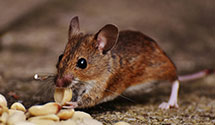 24 Hour & Emergency Exterminators in Clarkstown, PA
